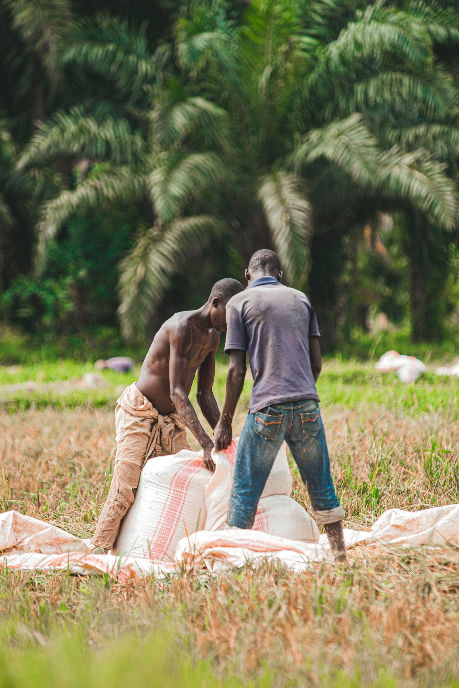 Men arranging sacks of rice, mid-motion